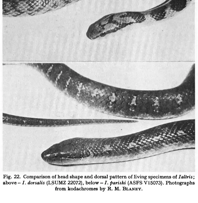 Meet the Possibly Extinct Parish's Fanged Snake: A Rare Find!