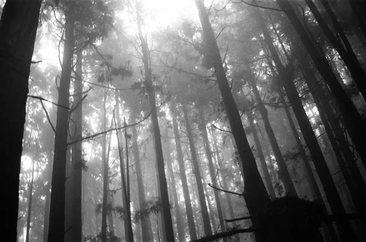 A black-and-white photograph shows tall, slender tree trunks rising into a misty forest canopy, with soft light filtering…
