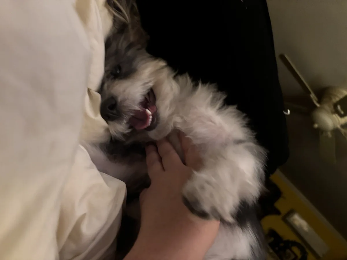 A close-up photo shows a fluffy black-and-white dog with its mouth open and tongue out, appearing happy, being petted by a…