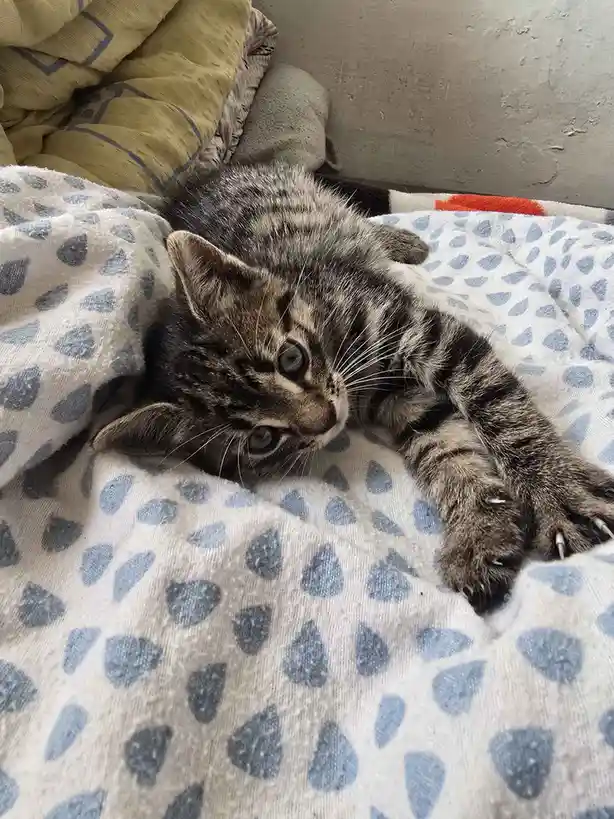 A small tabby kitten with dark stripes lies on its side on a white blanket with blue teardrop patterns, looking up with…