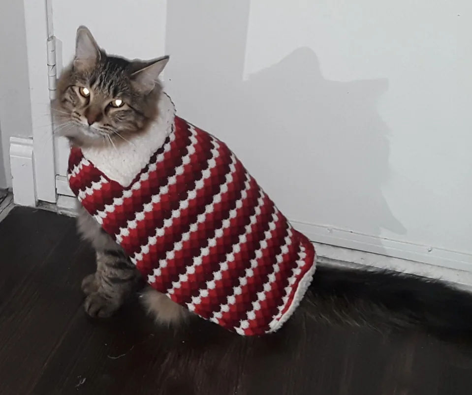 A long-haired tabby cat sits on a dark wooden floor near a white door, wearing a red and white checkered knitted sweater…