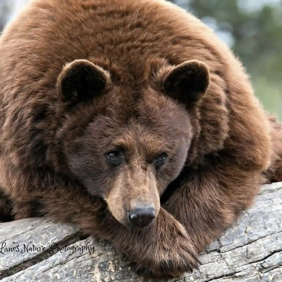 A close-up photograph of a large brown bear resting its head and front paw on a weathered log, looking directly at the…