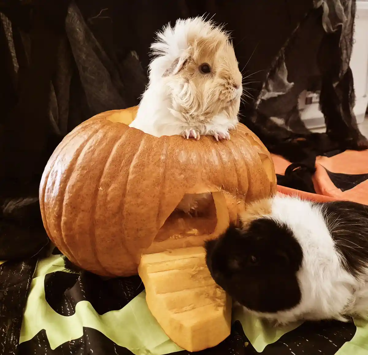 Two guinea pigs are staged for Halloween: one sits atop a carved pumpkin with a hole and steps, while the other peers out…