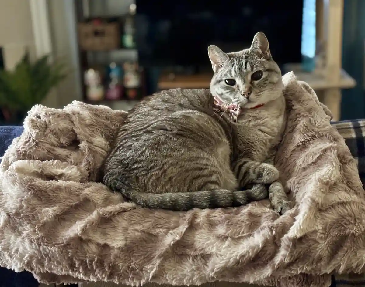 A gray tabby cat with a red and white bowtie sits curled up on a fluffy beige blanket draped over a couch, looking directly…