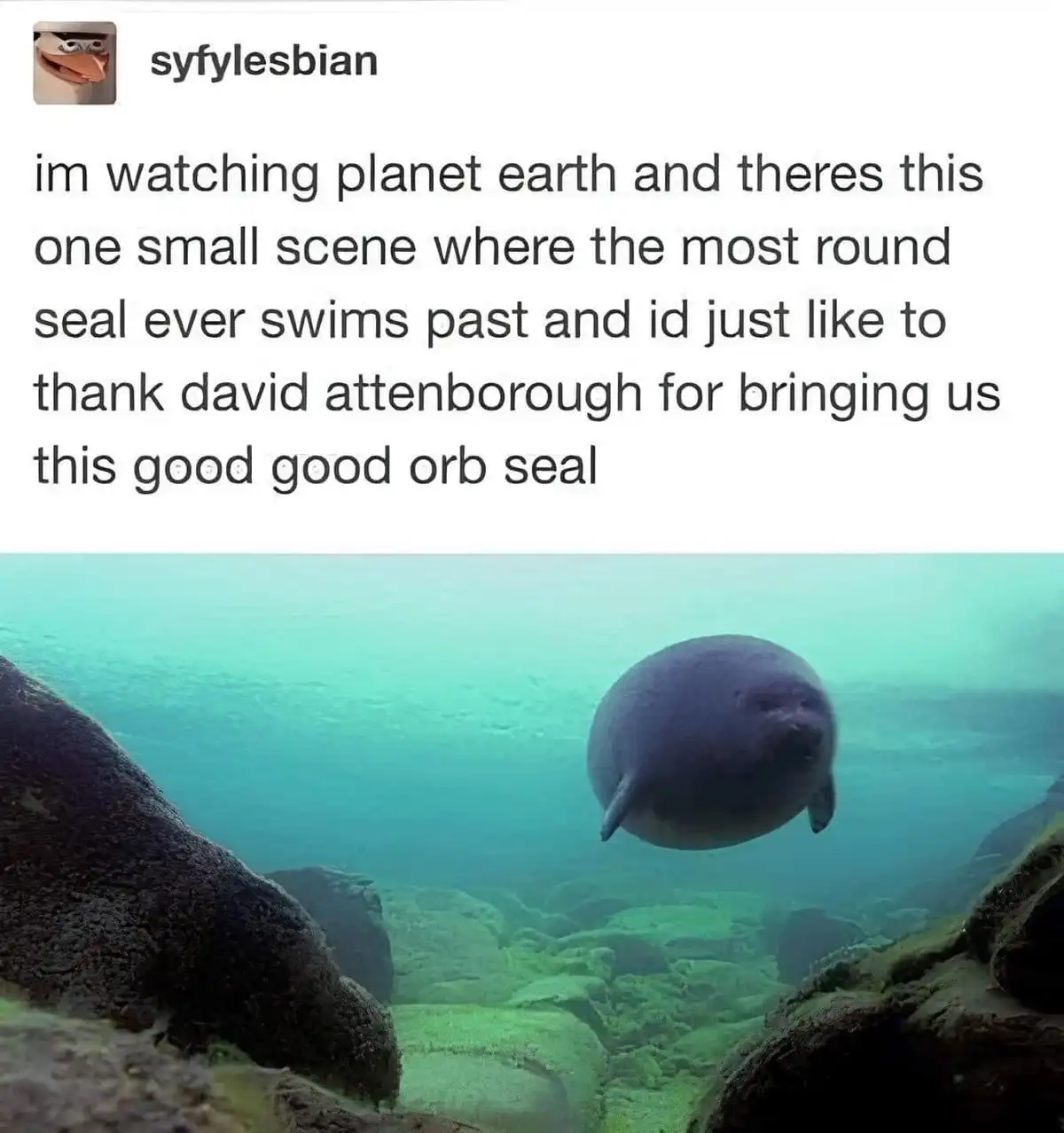 An underwater photo shows a very round, plump seal swimming between mossy rocks in turquoise water. The image is overlaid…