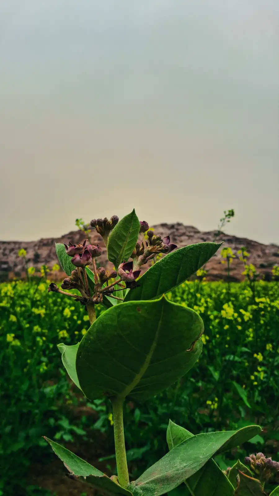 A close-up photo of a green plant with purple flower buds against a backdrop of a field of yellow flowers and a hazy…