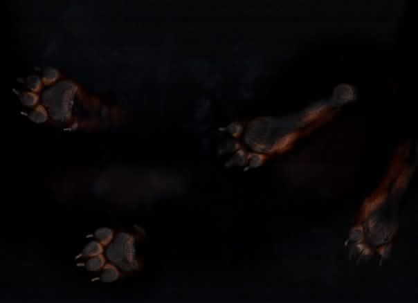 A close-up of a dog's paws, likely a Doberman, lying relaxed on a dark surface with its legs splayed out. The overlaid text…