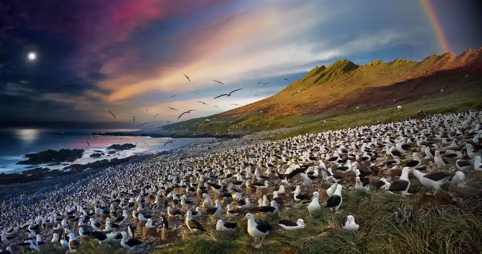 A scenic coastal landscape shows a massive colony of seagulls densely packed on a grassy cliffside next to the ocean. The…