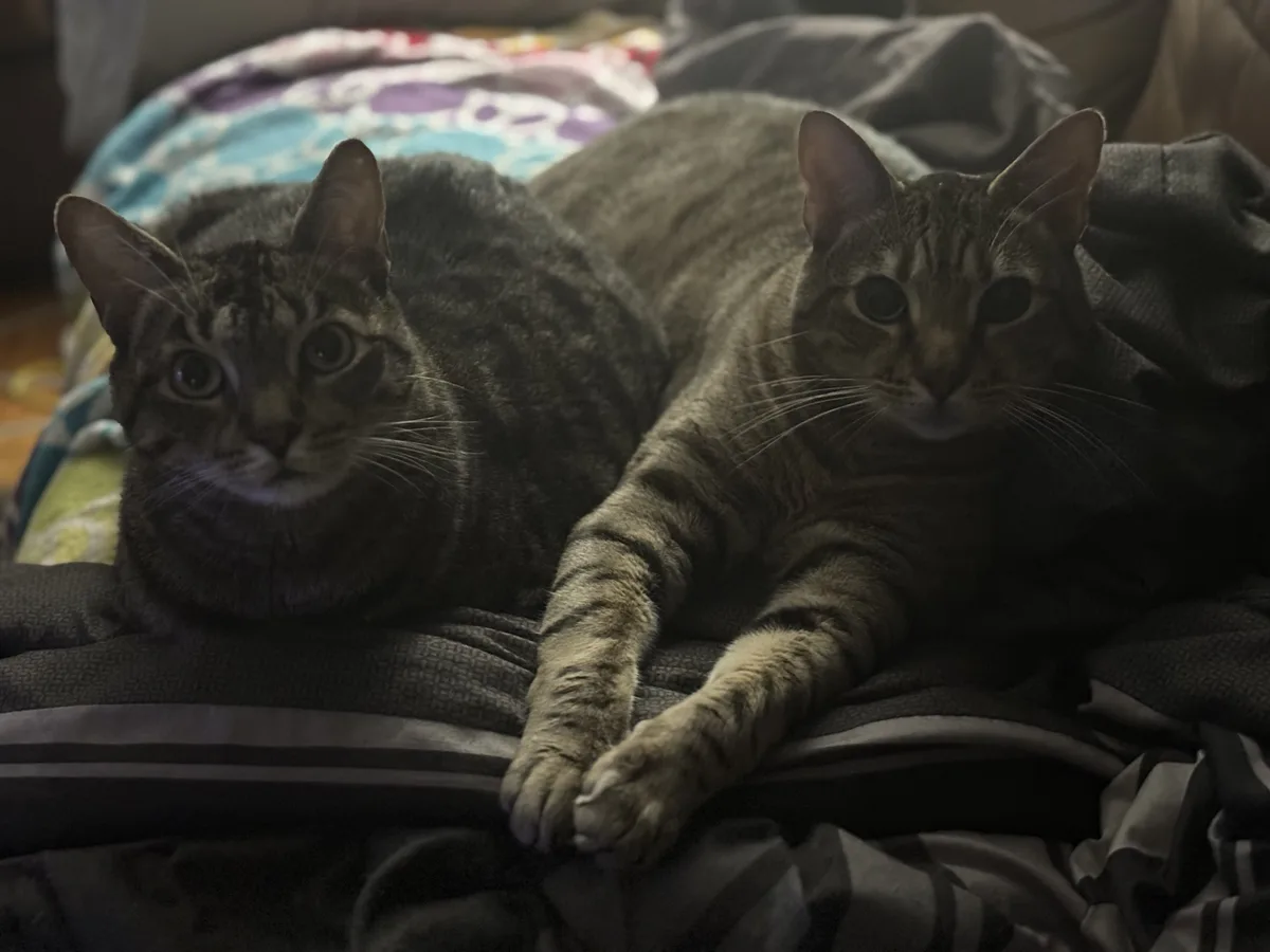 The Fascinating World of Cats