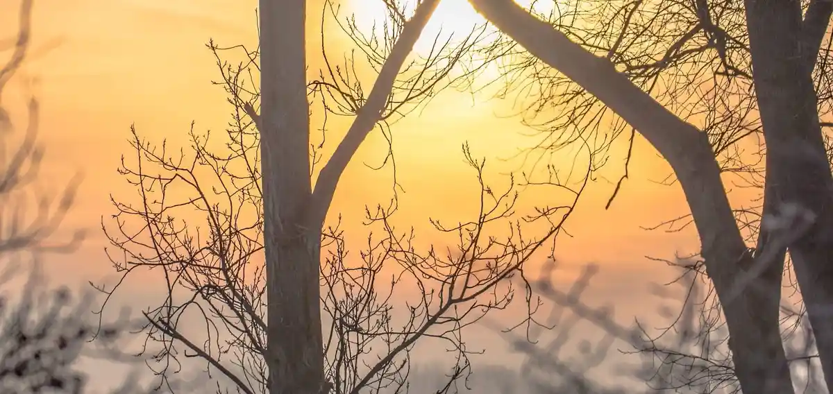 A serene image of bare tree branches silhouetted against a warm, golden-orange sunset sky. The branches form a natural frame…