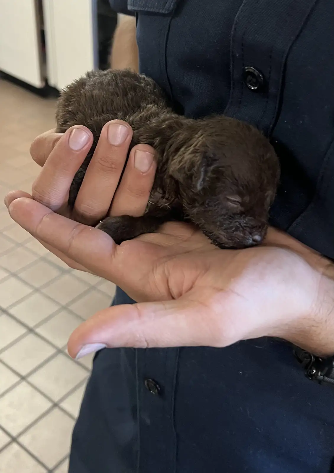 A person in a dark blue uniform holds a tiny, sleeping brown puppy in their cupped hands. The puppy is curled up, appearing…