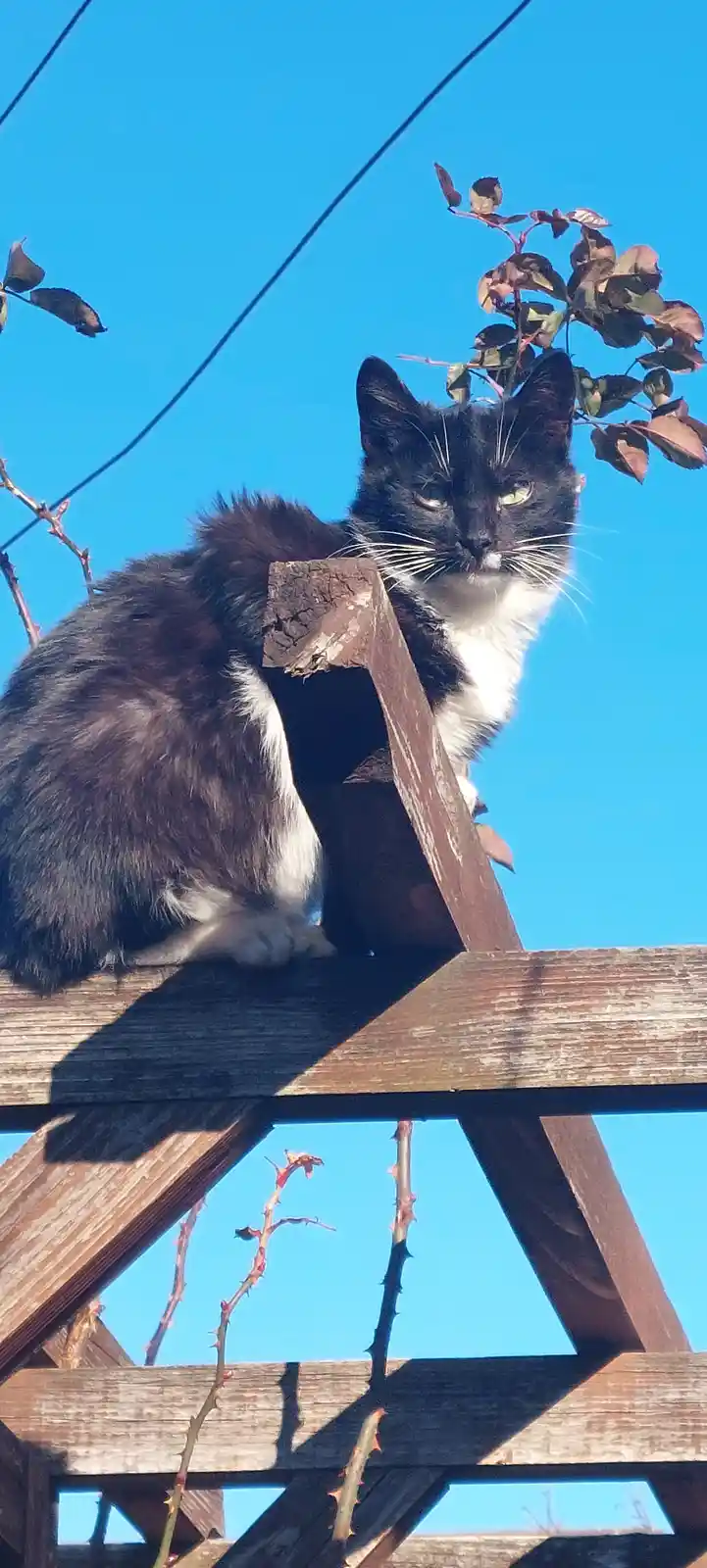 A black and white cat with a grumpy expression sits atop a wooden structure against a clear blue sky, with thorny rose…