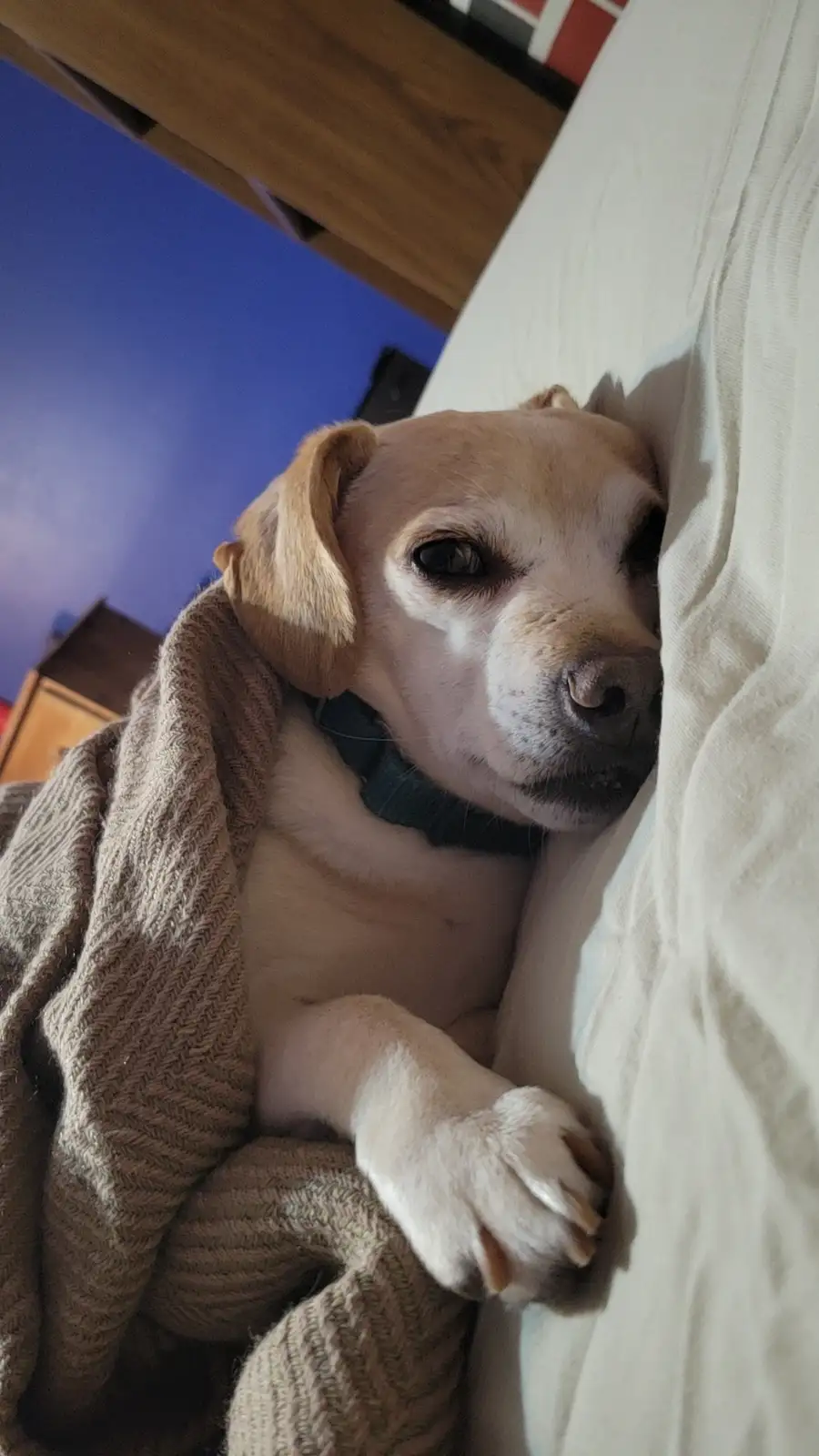 A light-colored dog, likely a yellow Labrador, is curled up in bed, partially covered by a brown knit blanket, with one paw…