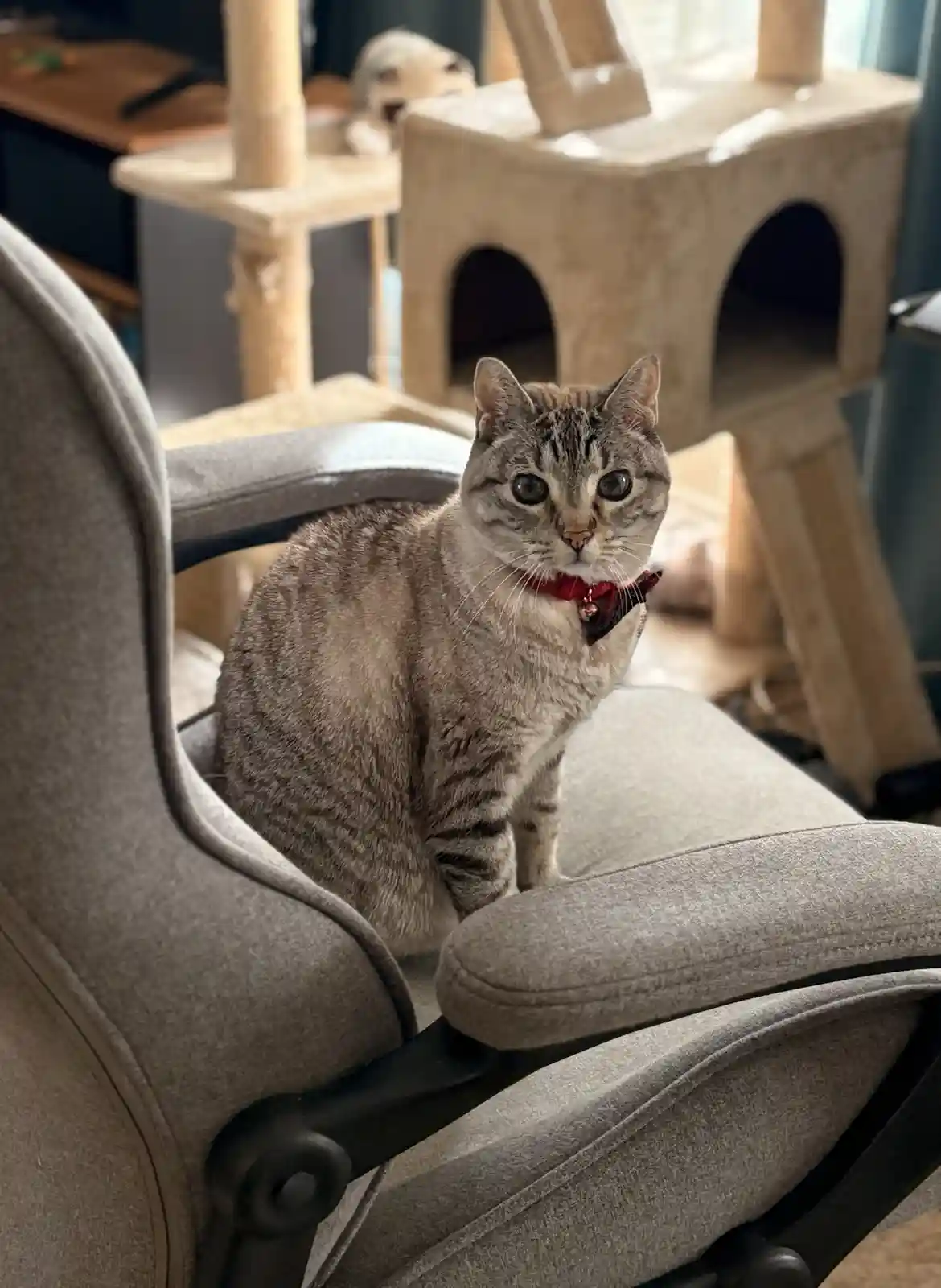 A tabby cat with a red bowtie sits upright in a grey office chair, looking directly at the camera with wide, unblinking…
