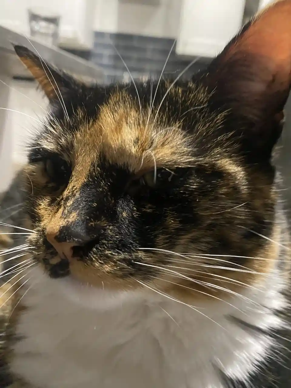 A close-up photo of a calico cat with black, orange, and white fur, looking directly at the camera with half-lidded…