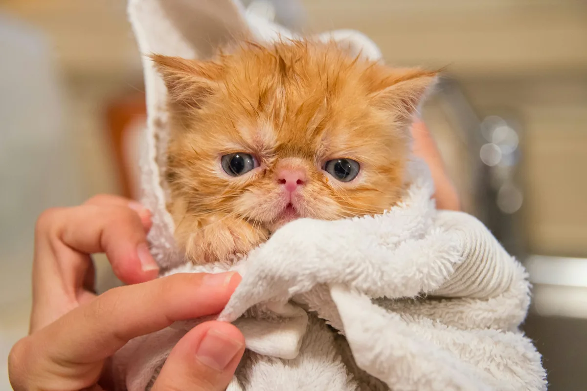 A small, wet, orange Persian kitten with a grumpy expression is wrapped in a white towel, held by human hands. The kitten's…