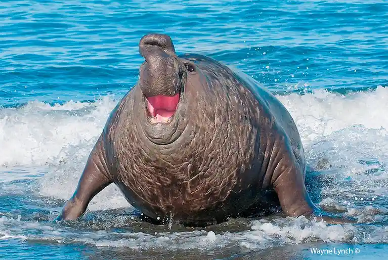 A large, wrinkled elephant seal is partially submerged in foamy ocean water, its mouth wide open in a roar or yawn…