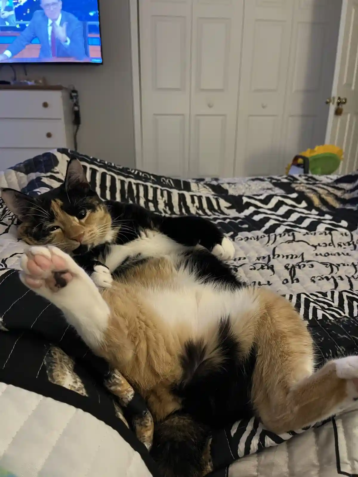 A calico cat lies on its back on a black and white patterned bedspread, exposing its belly and one paw raised, while a TV in…