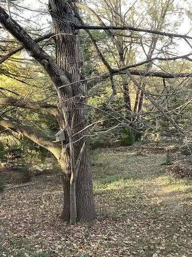 A photo of a large, leafless tree in a yard with a small birdhouse attached to its trunk, surrounded by fallen leaves and…