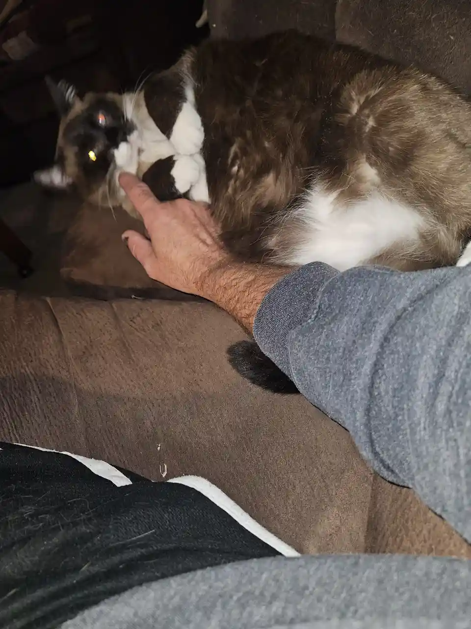 A person's hand is pointing at a fluffy brown and white cat lying on a couch, which has a displeased or annoyed expression…