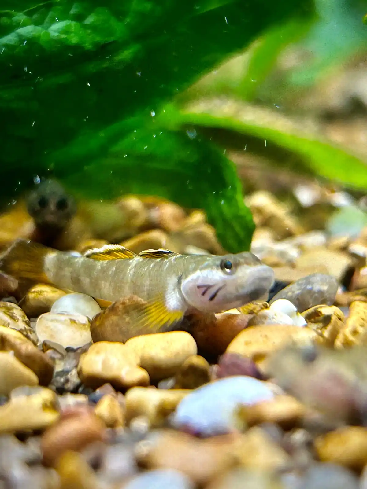 A small, light-colored fish with yellow fins rests among smooth, rounded pebbles in clear water, with green aquatic plants…