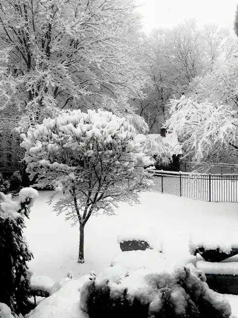 A black-and-white photo shows a snowy yard with trees and bushes heavily covered in snow, a fence in the background, and…