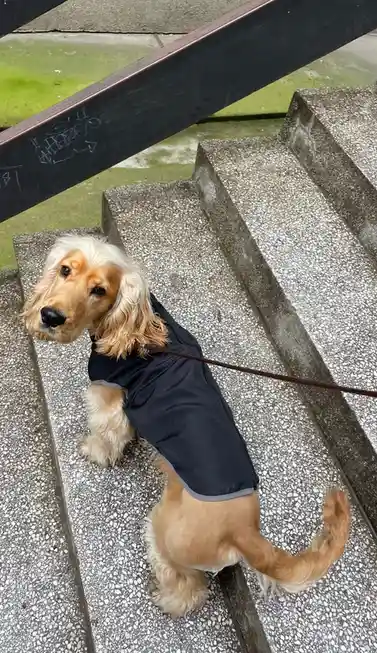 A golden-colored dog with long floppy ears sits on outdoor concrete stairs wearing a black vest and leash, looking up with a…