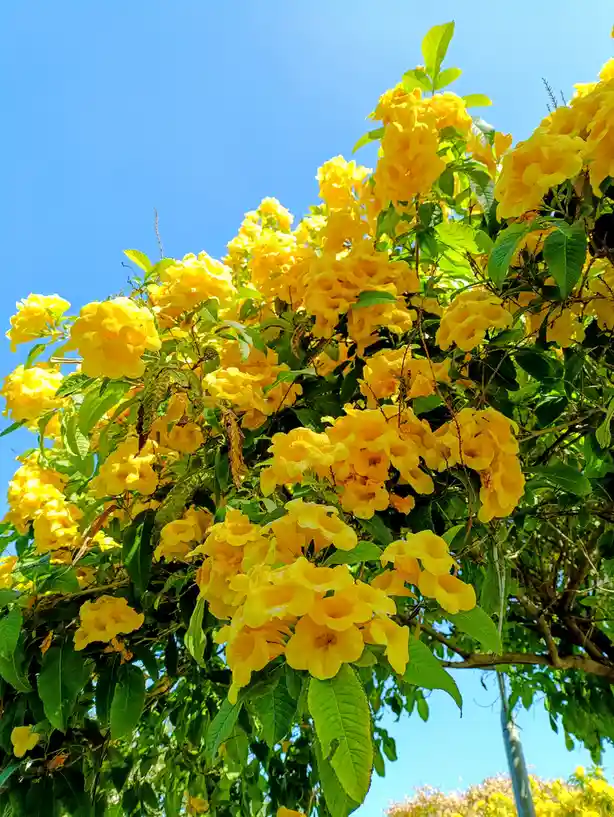 A vibrant photo of a tree with abundant yellow trumpet-shaped flowers and green leaves against a clear blue sky. The image…