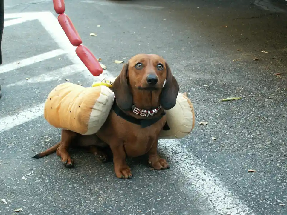 A brown dachshund sits on asphalt wearing a plush hot dog costume with buns on its sides and a red hot dog leash attached to…
