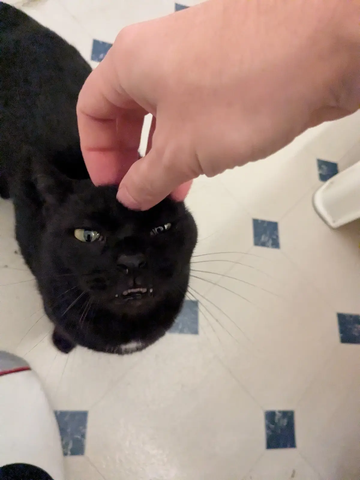 A black cat with green eyes sits on a tiled floor, looking displeased as a human hand pets its head. The cat's mouth is…