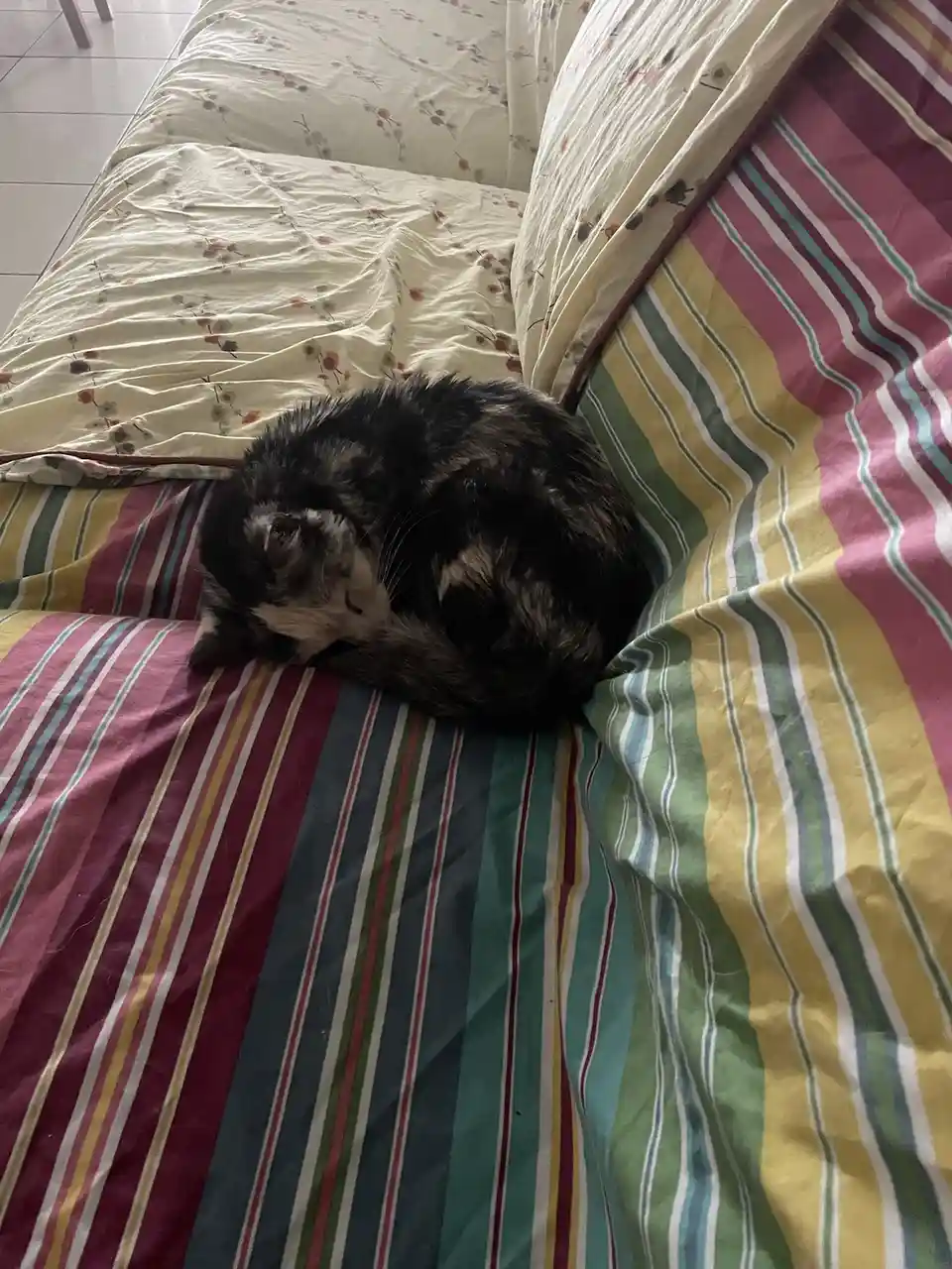 A black and white cat is curled up and sleeping soundly on a colorful striped bedspread, with a floral-patterned pillow…