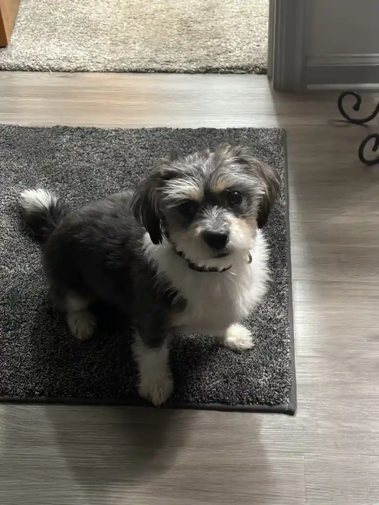 A small, fluffy dog with gray and white fur and dark eyes sits attentively on a dark gray rug, looking directly at the…