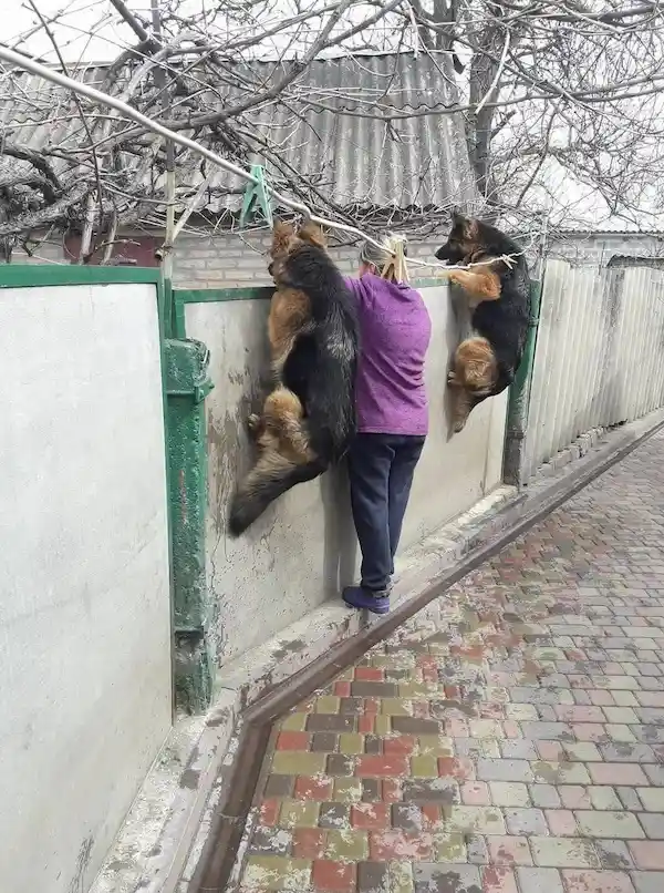 A person in a purple shirt and dark pants stands on a low concrete wall, with two German Shepherd dogs hanging from a…