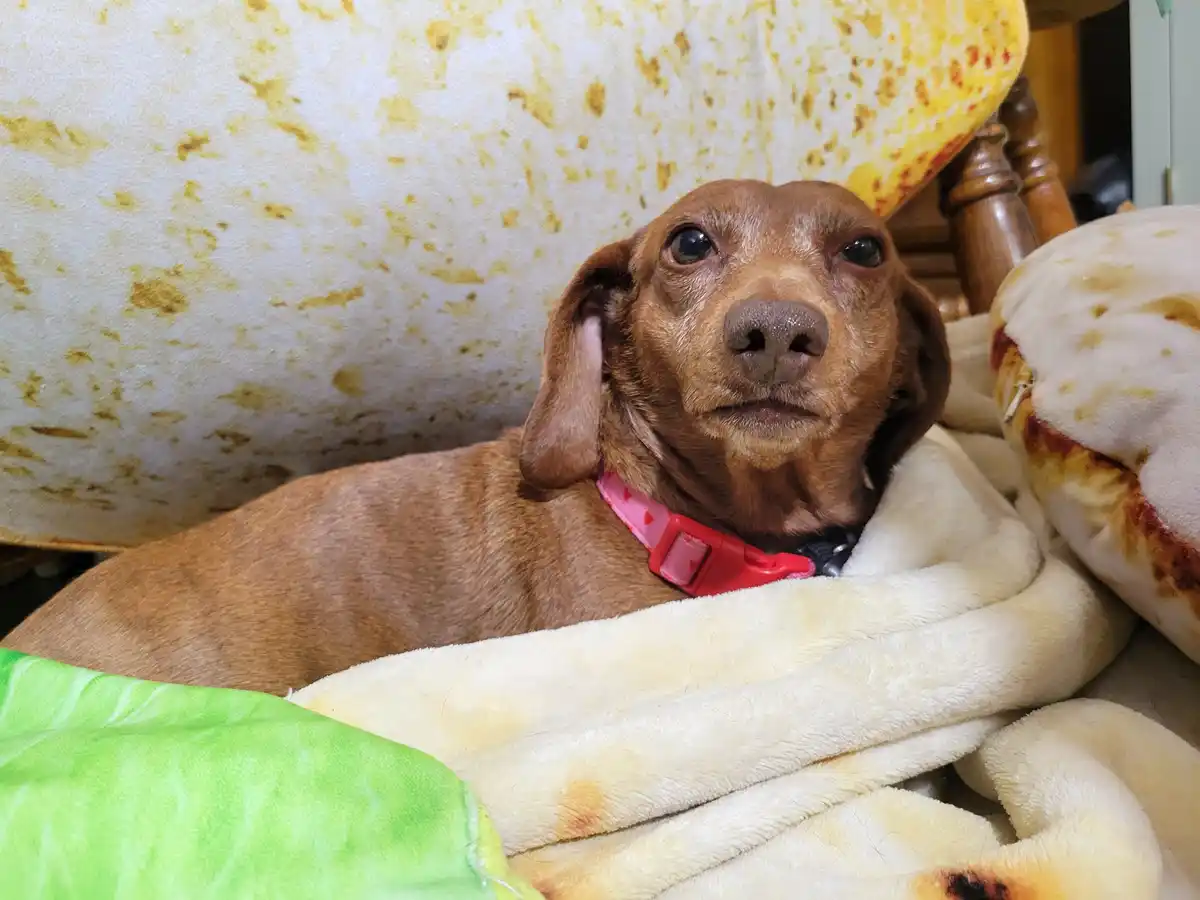 A brown dachshund with a pink collar lies on a blanket that looks like a tortilla, surrounded by tortilla-themed pillows and…