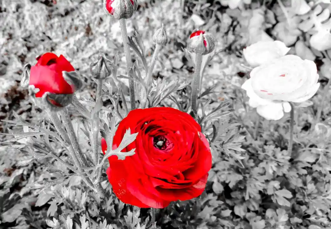 A black-and-white photo of flowers with selective color highlighting several red blooms and one white bloom; overlaid text…