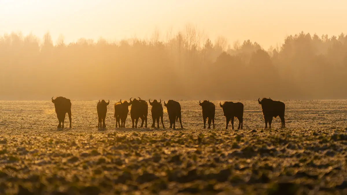 Moo: The Sound of Contentment