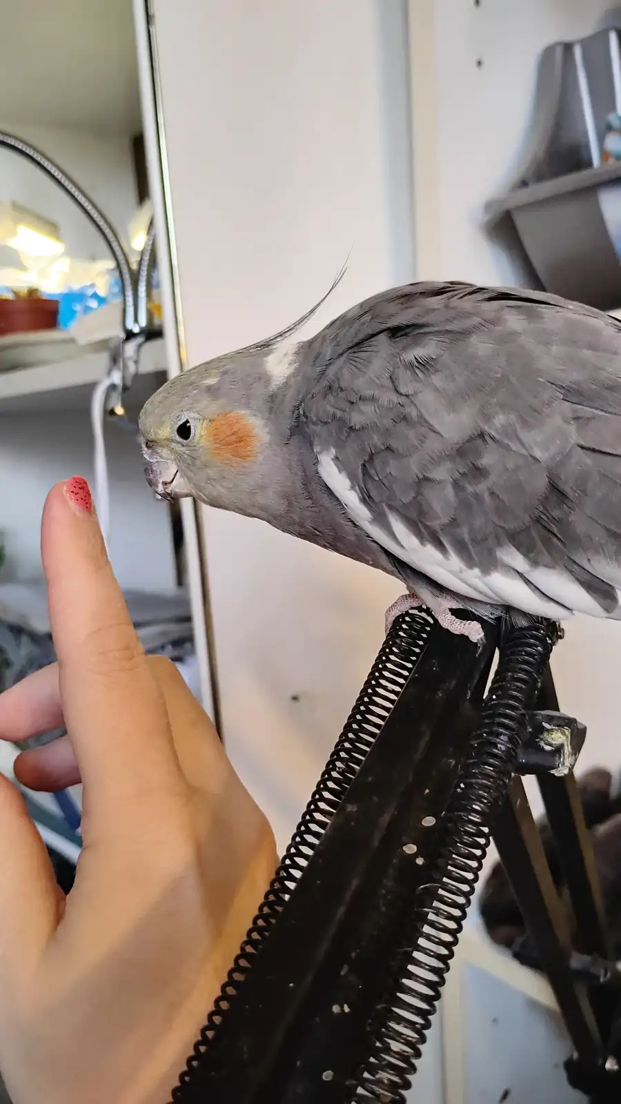A grey cockatiel with orange cheek patches perches on a black spring stand and leans in to inspect a human finger with red…