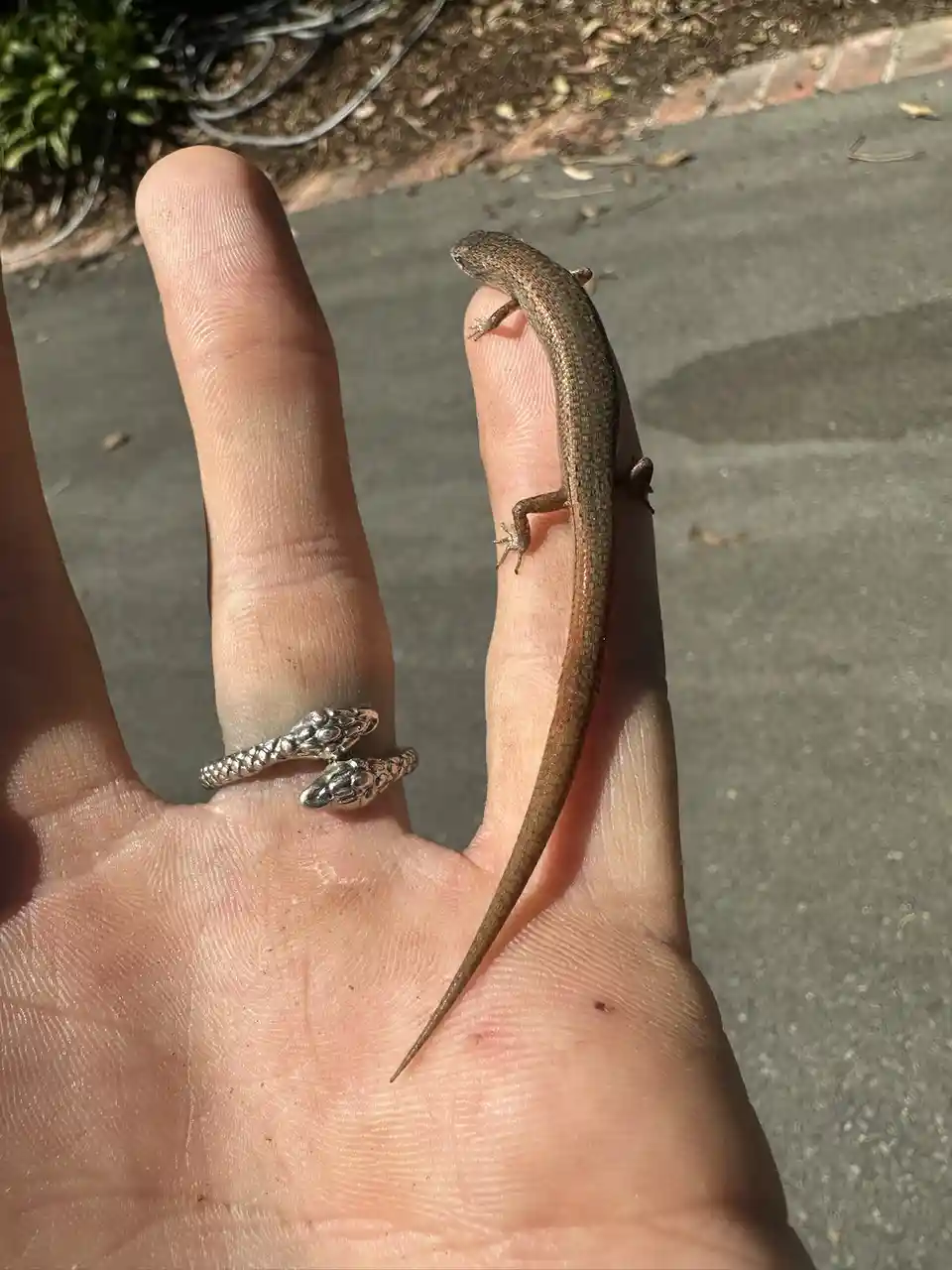 A small brown lizard is perched on a person's finger, while the person wears a silver ring shaped like two intertwined…