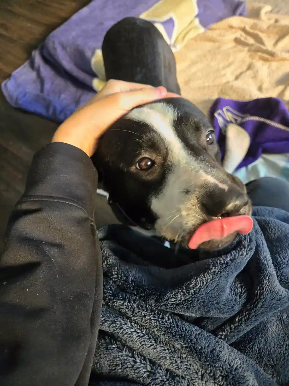 A close-up photo shows a black and white dog with its tongue sticking out, being petted on the head by a person's hand. The…