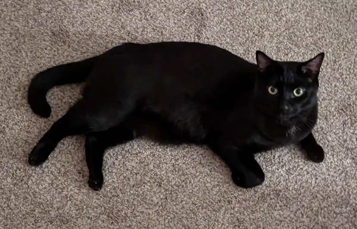A black cat with green eyes lies sprawled on a beige carpet, looking directly at the camera. The image has text overlaid…