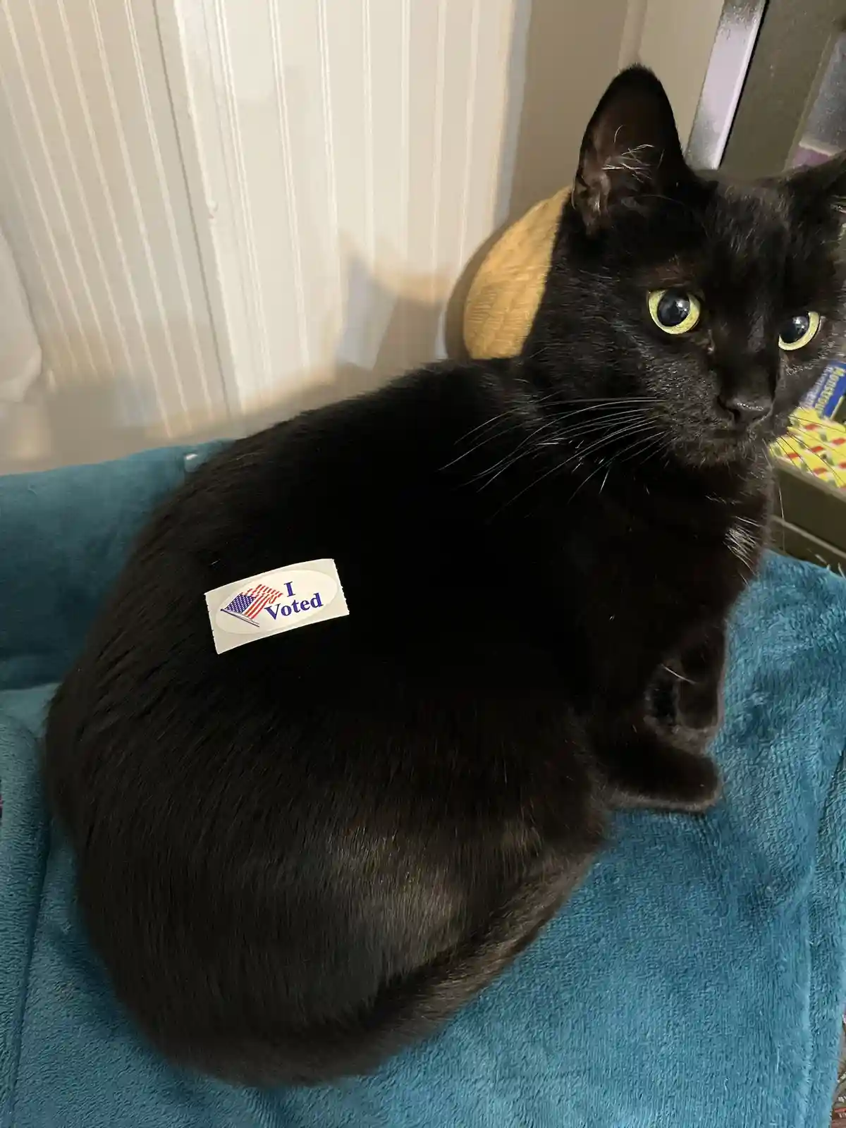 A black cat with bright yellow eyes sits on a blue blanket, looking directly at the camera, with an American flag-themed 'I…