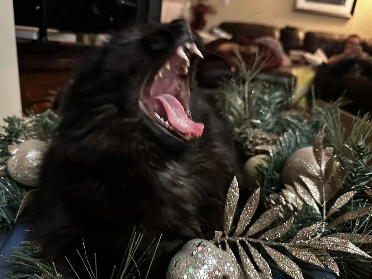 A black, fluffy dog is captured mid-yawn with its mouth wide open, revealing its teeth and tongue, surrounded by Christmas…