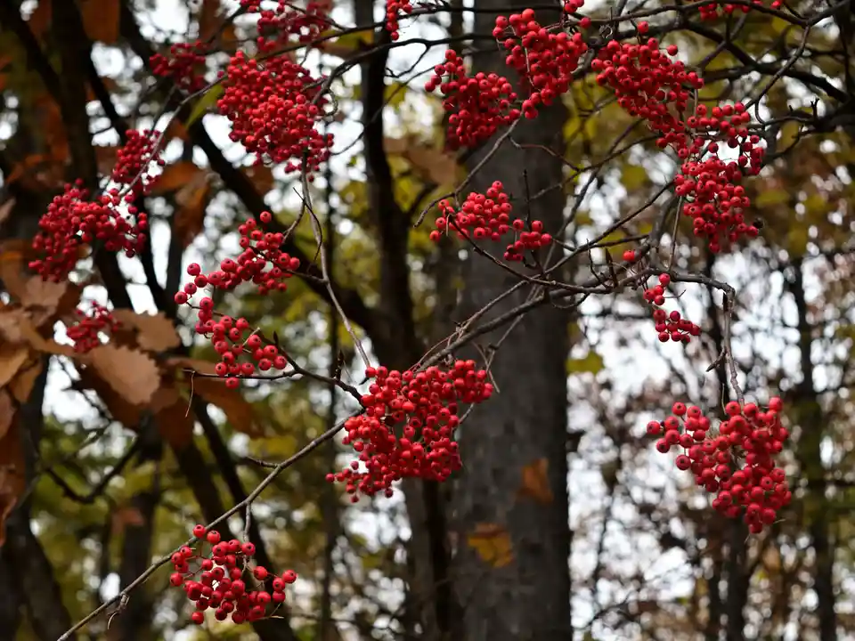 The image shows clusters of bright red berries hanging from thin, dark tree branches against a blurred autumn forest…