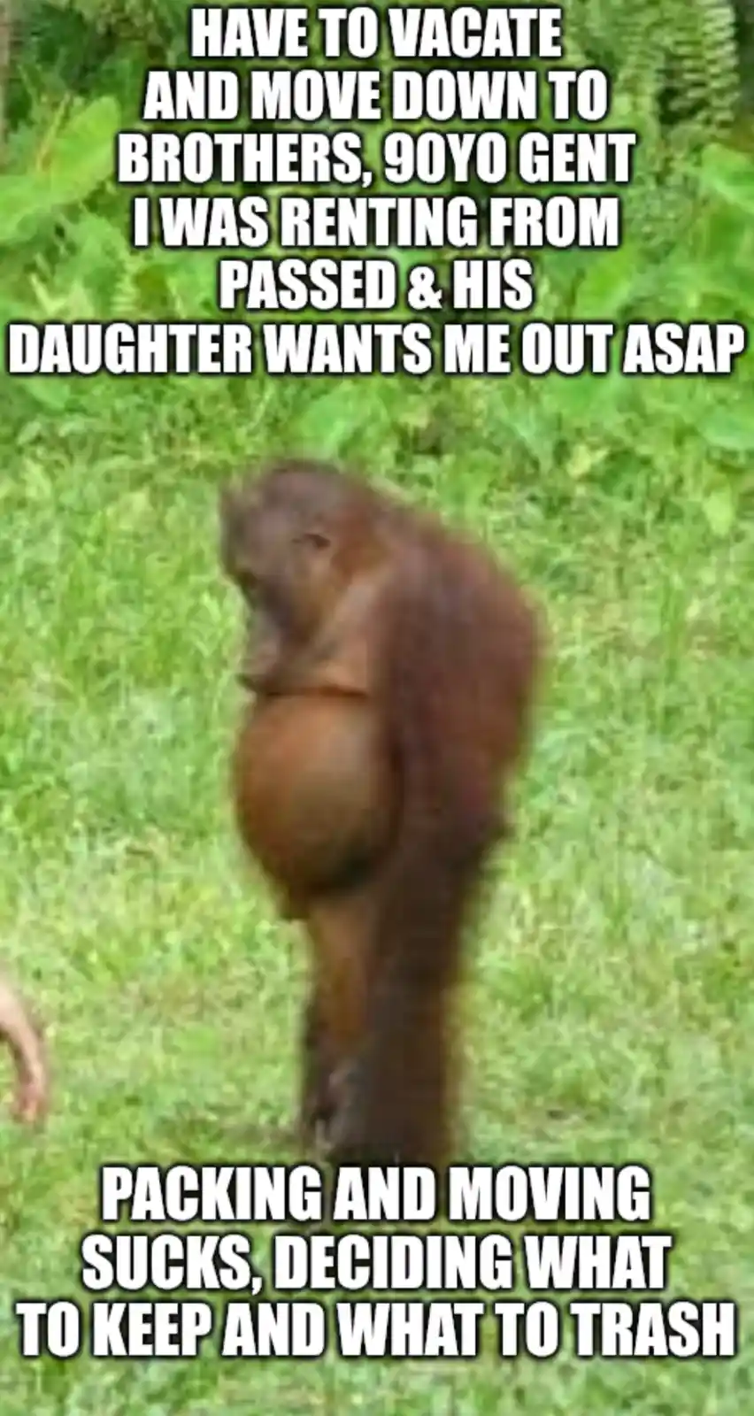 A blurry image of an orangutan standing on grass with its back turned, overlaid with white text describing a person being…