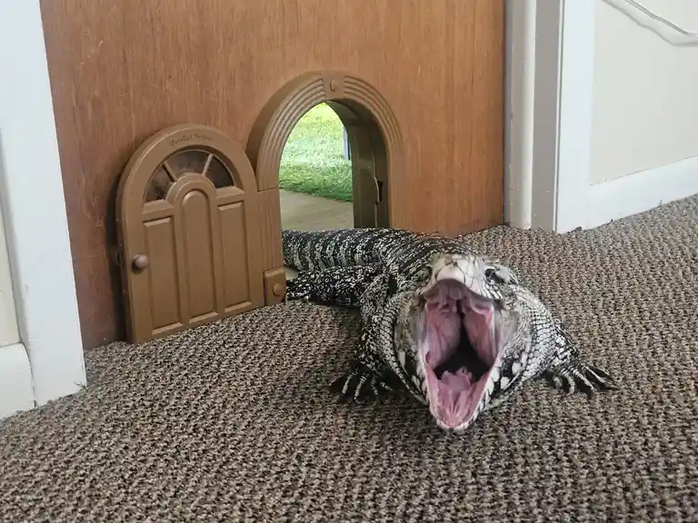 A large black-and-white patterned lizard with its mouth wide open lies on a carpeted floor in front of a small brown plastic…