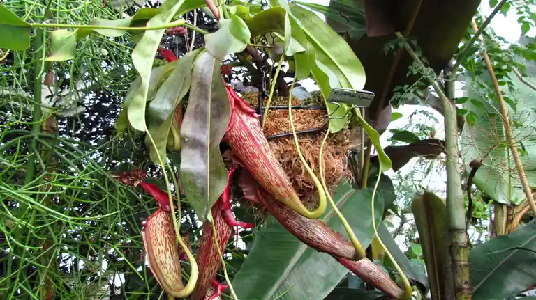 A close-up photograph of a hanging Nepenthes eyemac pitcher plant, identifiable by its red and yellow patterned pitcher and…