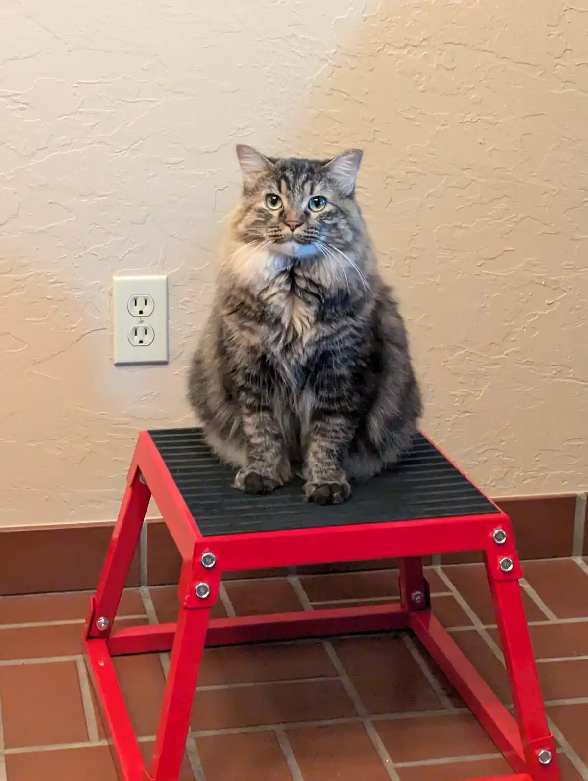 A fluffy, long-haired tabby cat with striking green eyes sits upright on a small red step stool with a black textured top…