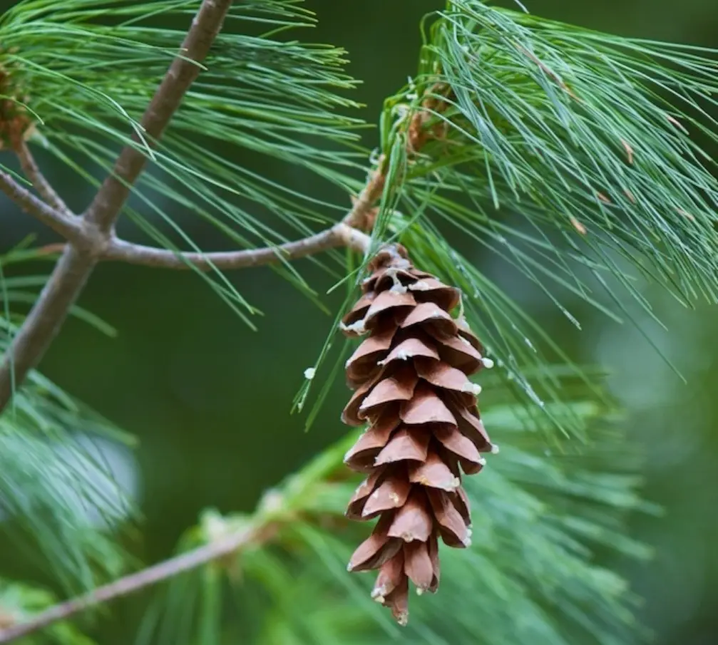 A close-up photograph of a brown pine cone hanging from a branch with green pine needles, overlaid with the text 'i'm not a…