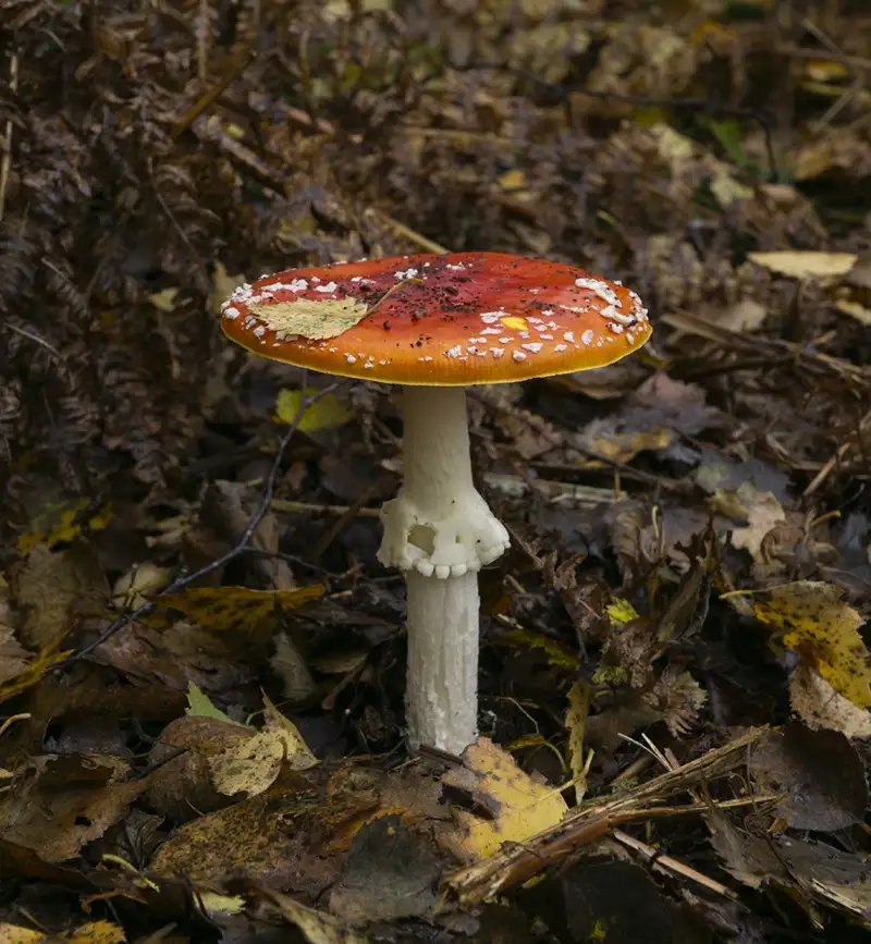 a vibrant red mushroom with white spots and a pale stem grows among brown and yellow fallen leaves in a forest. the overlaid…