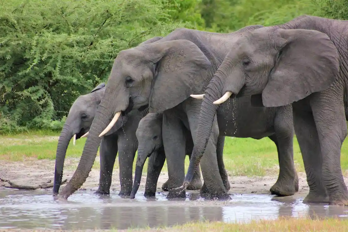 A group of elephants, including adults and calves, are gathered at a watering hole in a grassy, tree-lined area. They are…